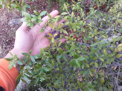 Italien166 Italien166