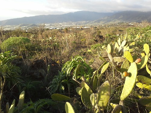 Kanarische Inseln08 Kanarische Inseln08