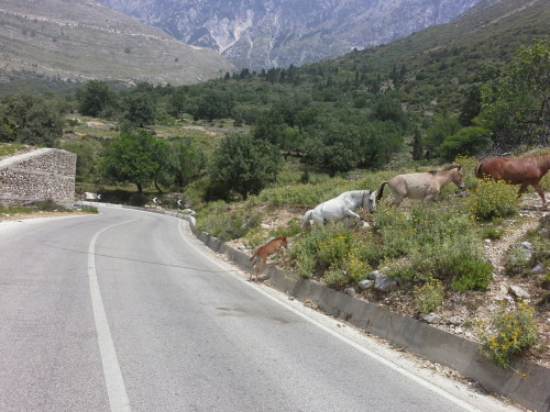 albanien28 albanien28