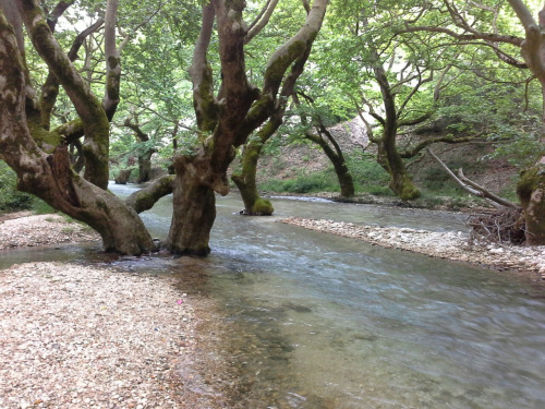 albanien40 albanien40