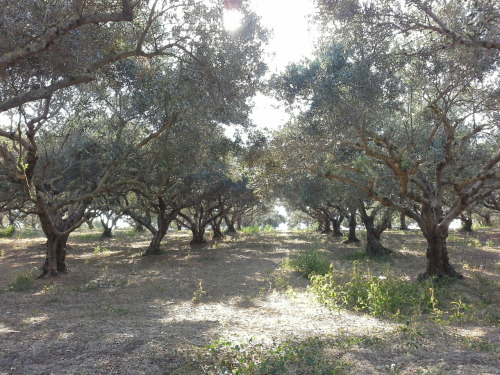 griechenland108 griechenland108