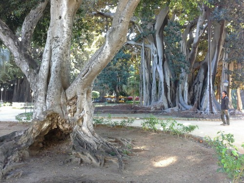 sizilien50 sizilien50