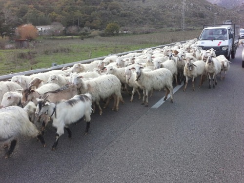 sizilien82 sizilien82